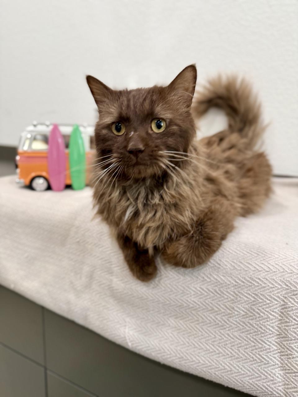 Cadbury, an adopted Domestic Long Hair in Las Vegas, NV image 3/4