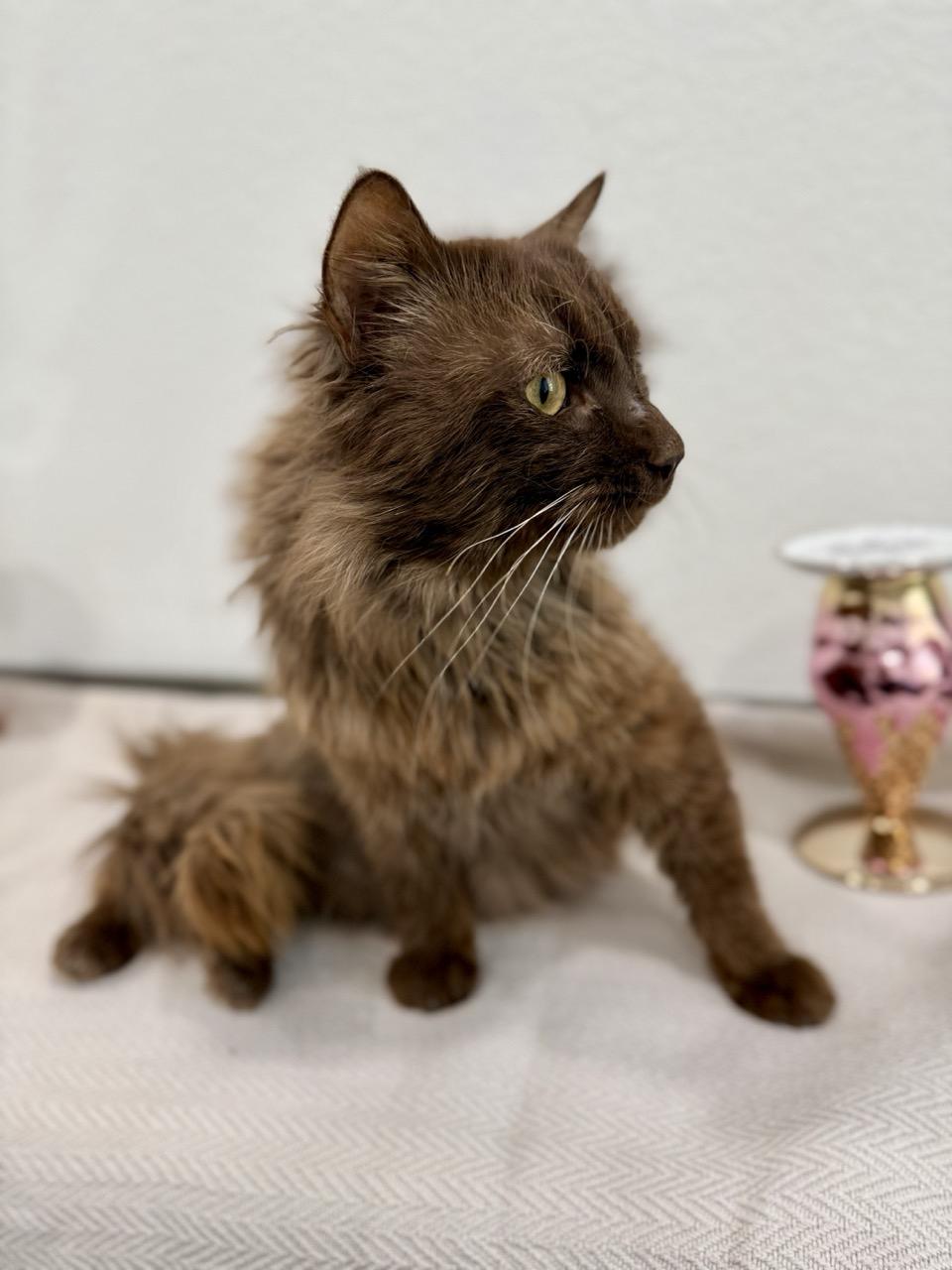 Cadbury, an adopted Domestic Long Hair in Las Vegas, NV image 4/4
