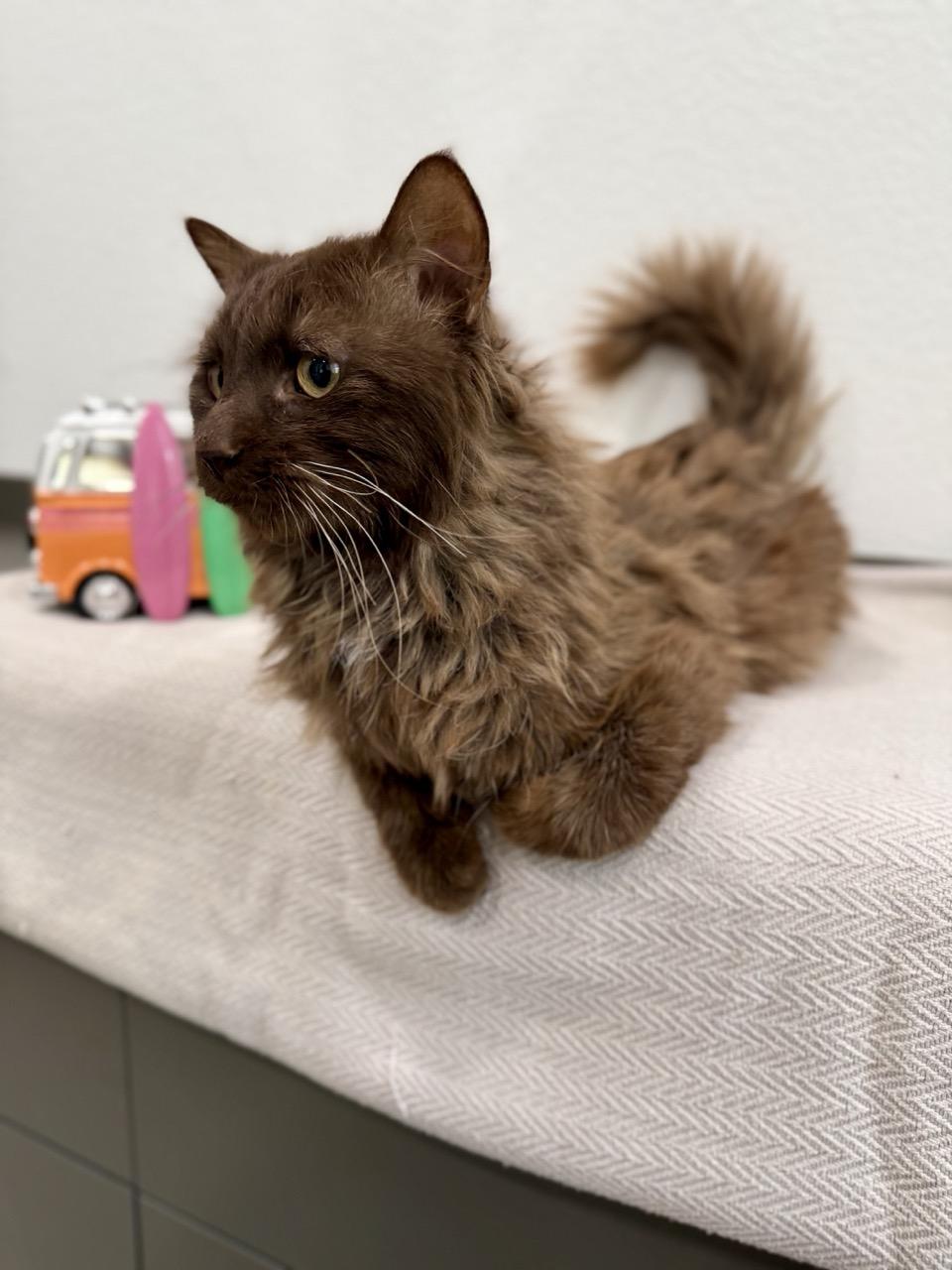 Cadbury, adopted, Young Male Domestic Long Hair.