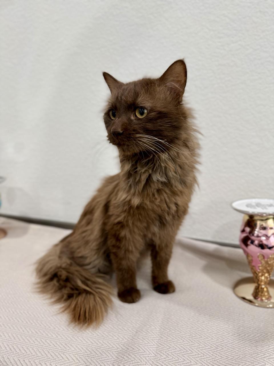 Cadbury, an adopted Domestic Long Hair in Las Vegas, NV image 2/4