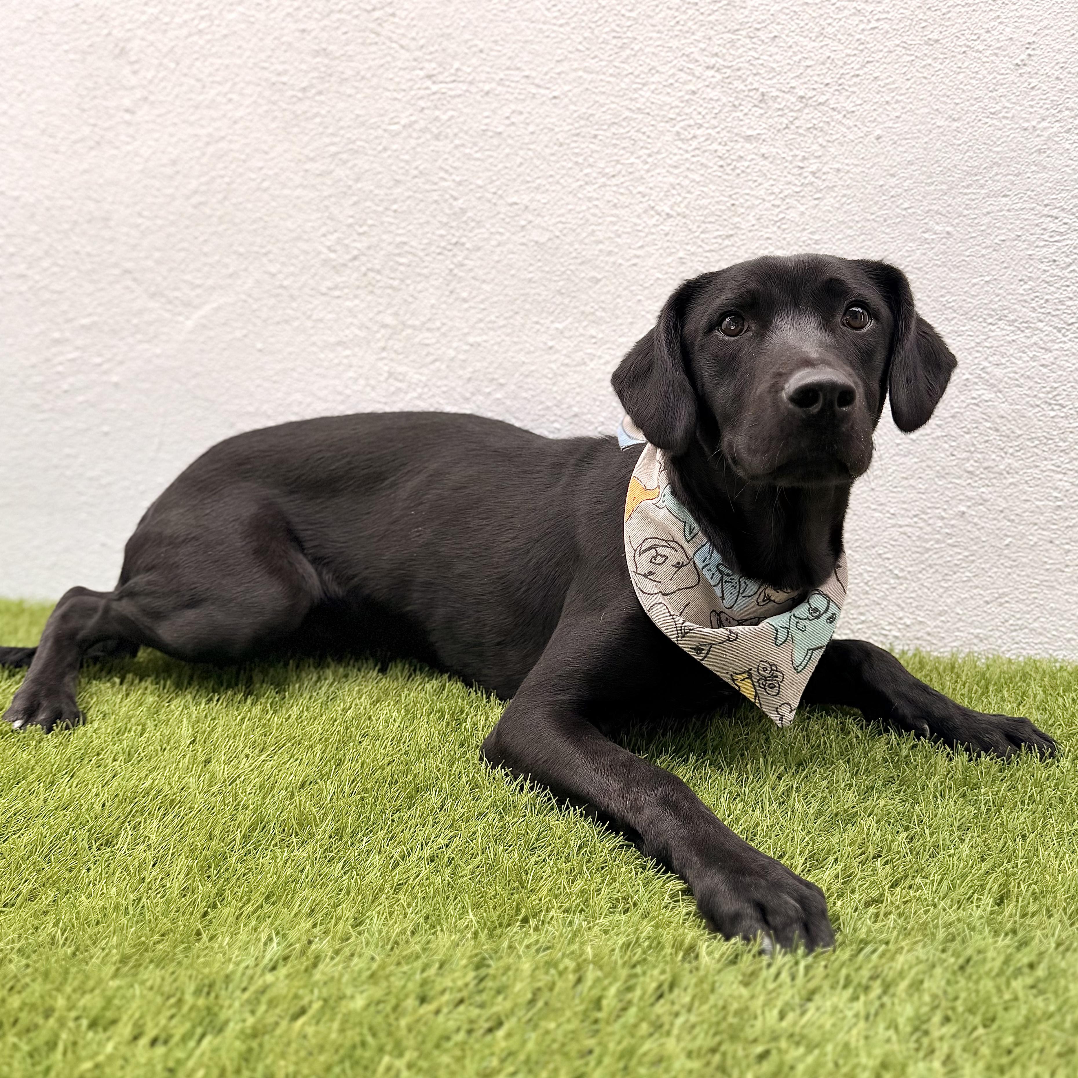 GATSBY, Adoptable, Puppy Male Black Labrador Retriever.