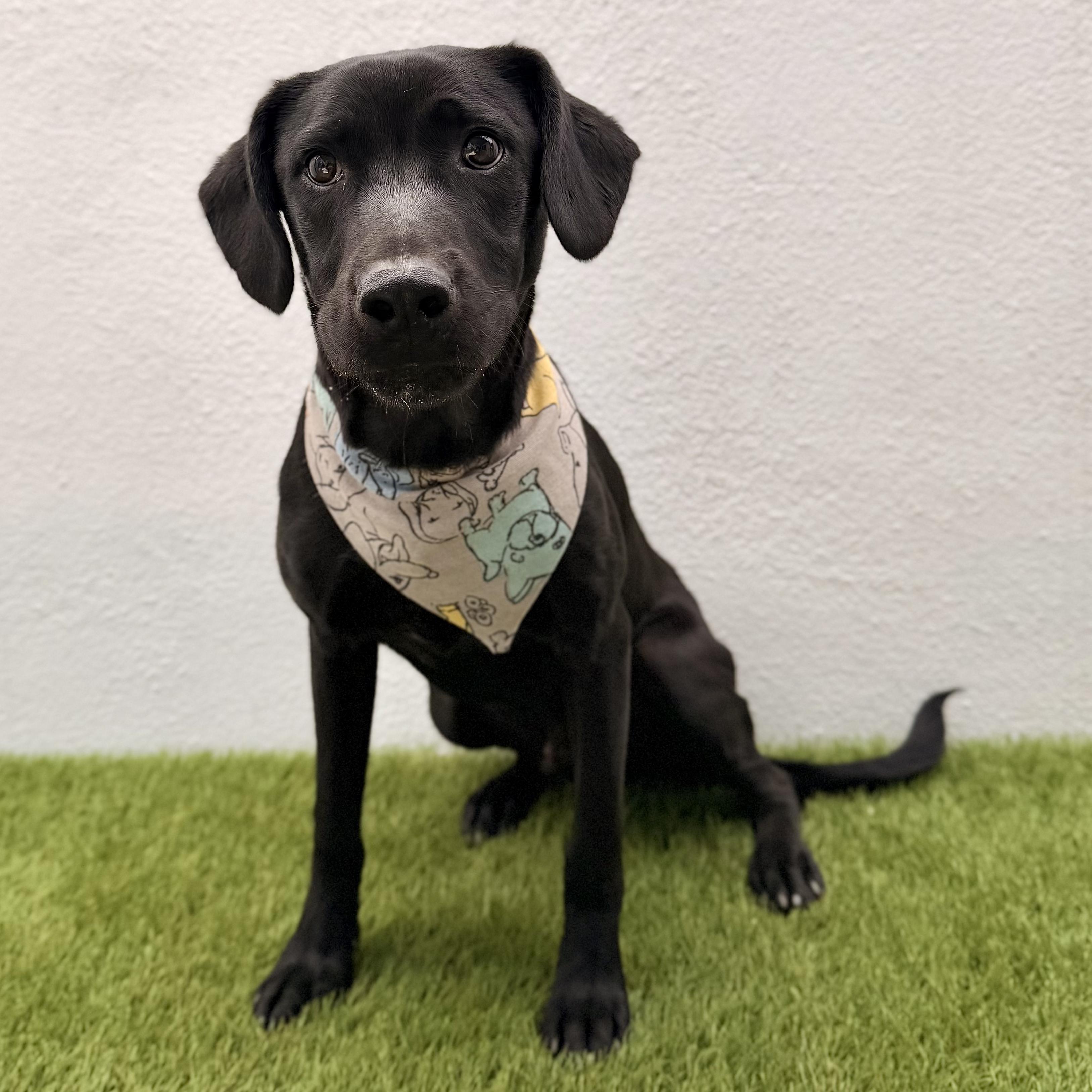 GATSBY, a Adoptable mixed breed in La Jolla, CA image 2/5