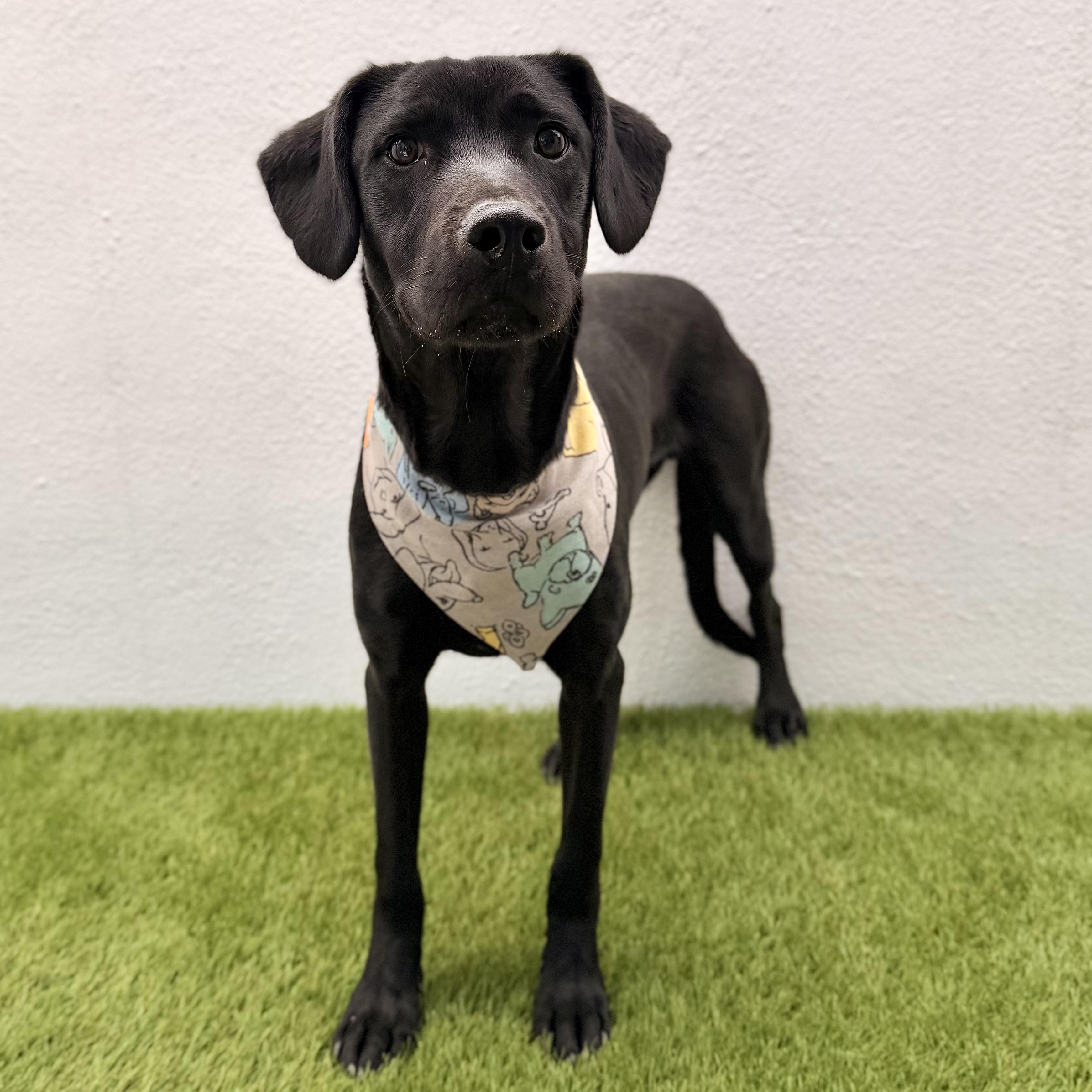 GATSBY, a Adoptable mixed breed in La Jolla, CA image 3/5