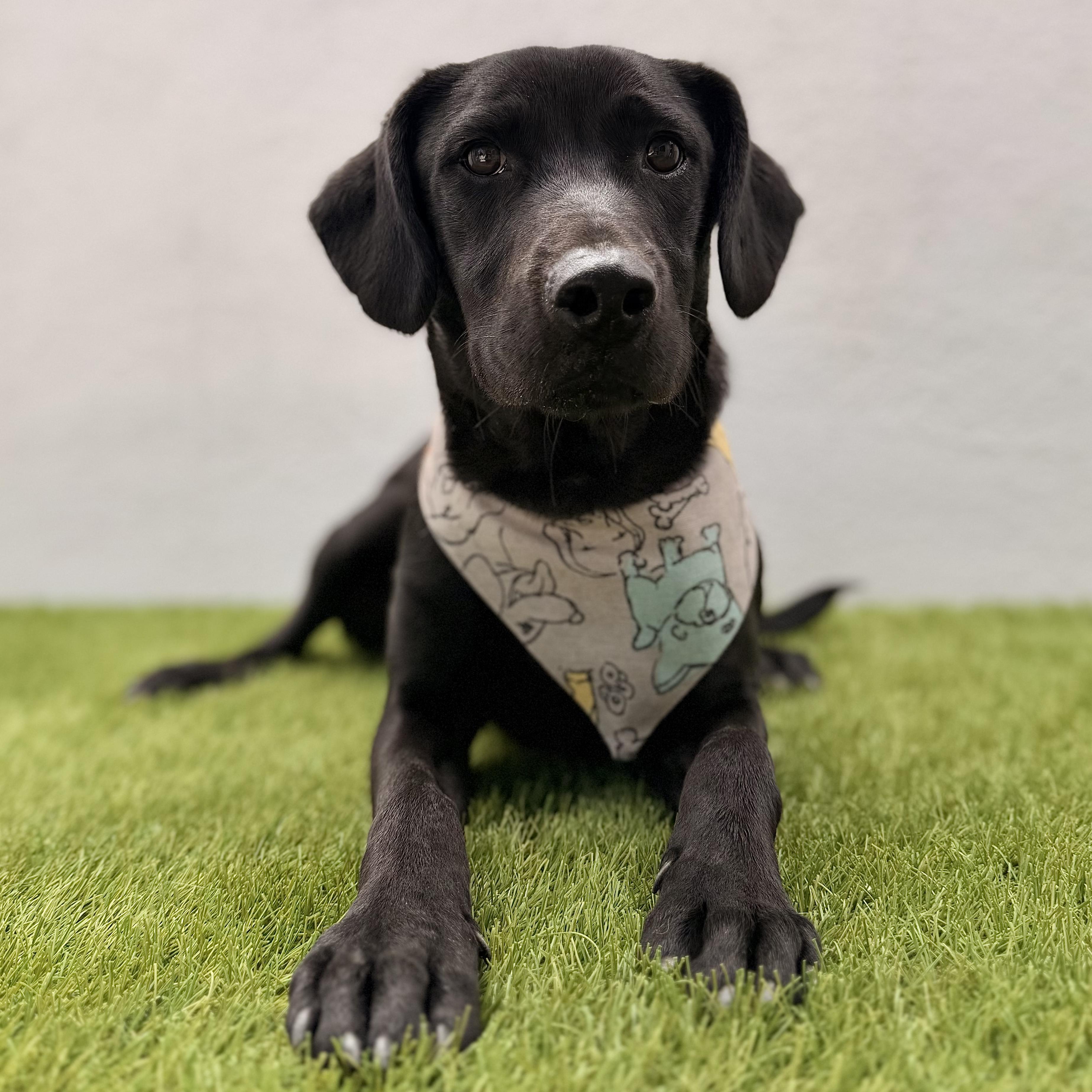 GATSBY, a Adoptable mixed breed in La Jolla, CA image 4/5