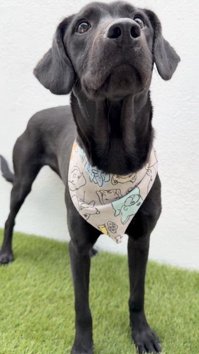 Enlarge GATSBY, a Adoptable mixed breed in La Jolla, CA video 5/5