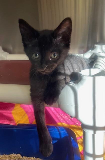 Nero, ADOPTABLE, Kitten Male Domestic Short Hair.