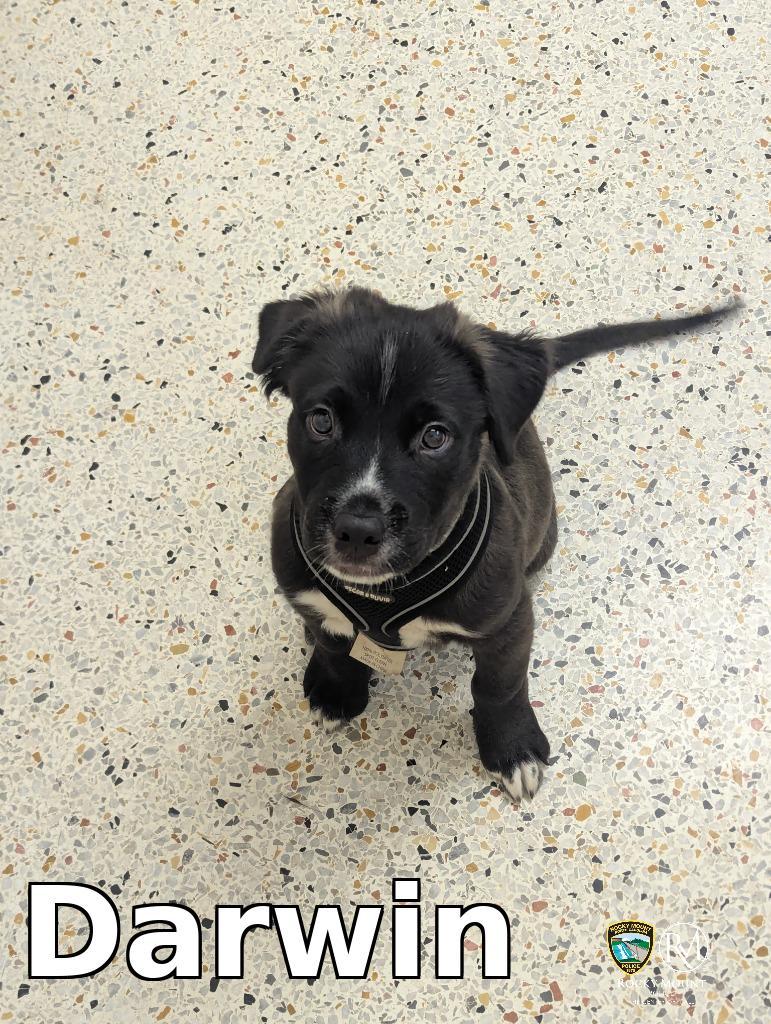 Darwin, Adopted, Puppy Male Shepherd.