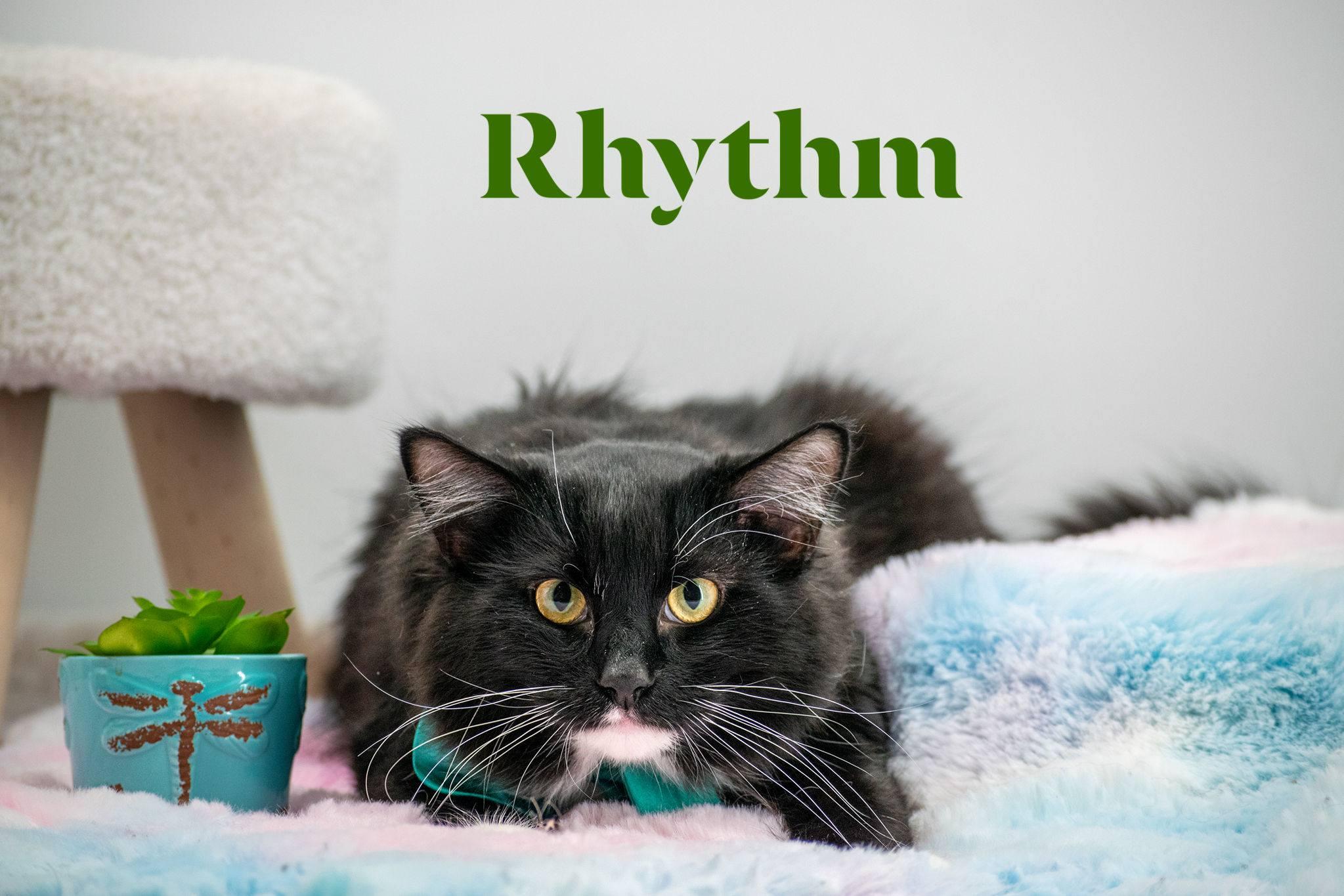 Rhythm, ADOPTABLE, Adult Male Domestic Long Hair.