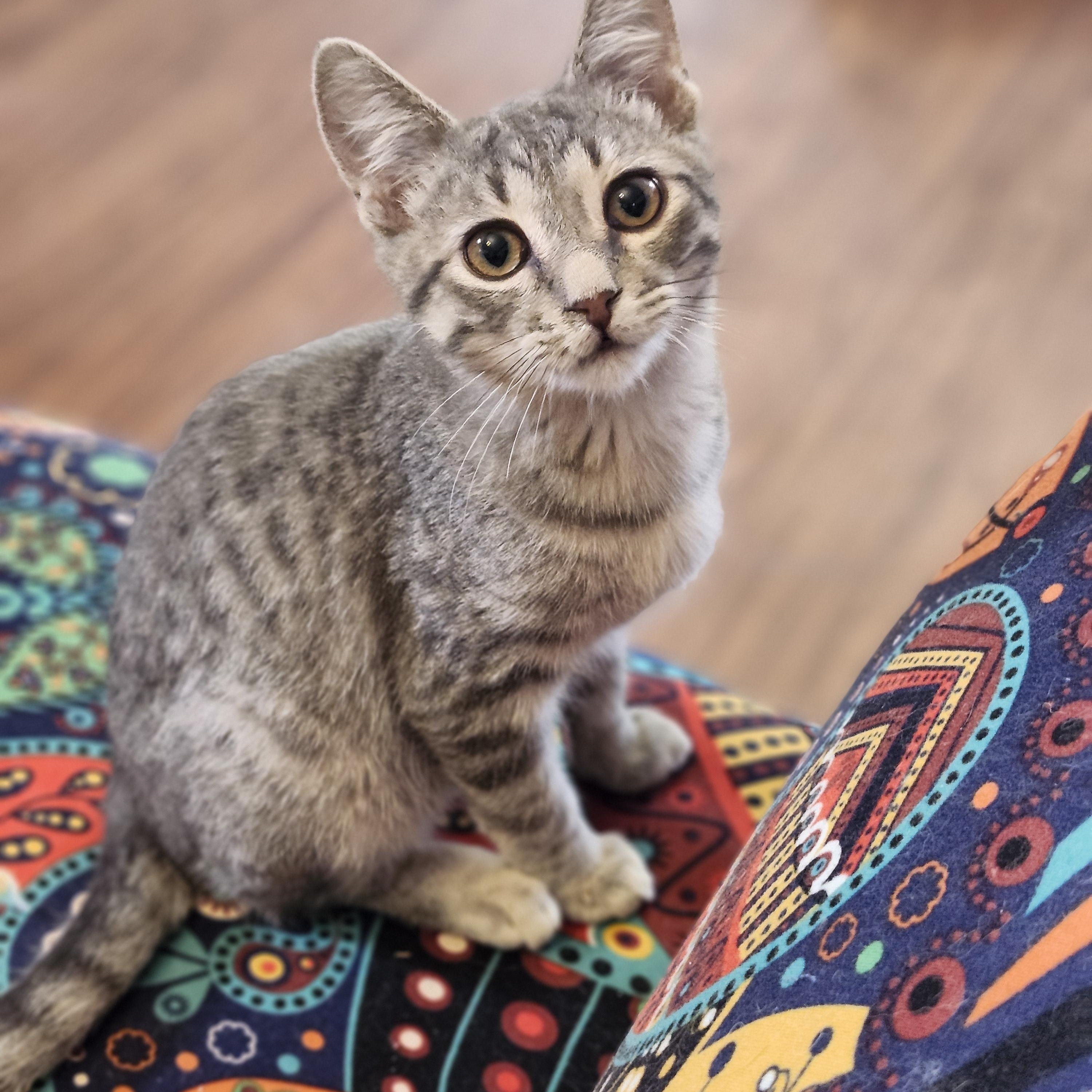 Kismet, an adopted mixed breed in Wild Rose, WI image 2/5