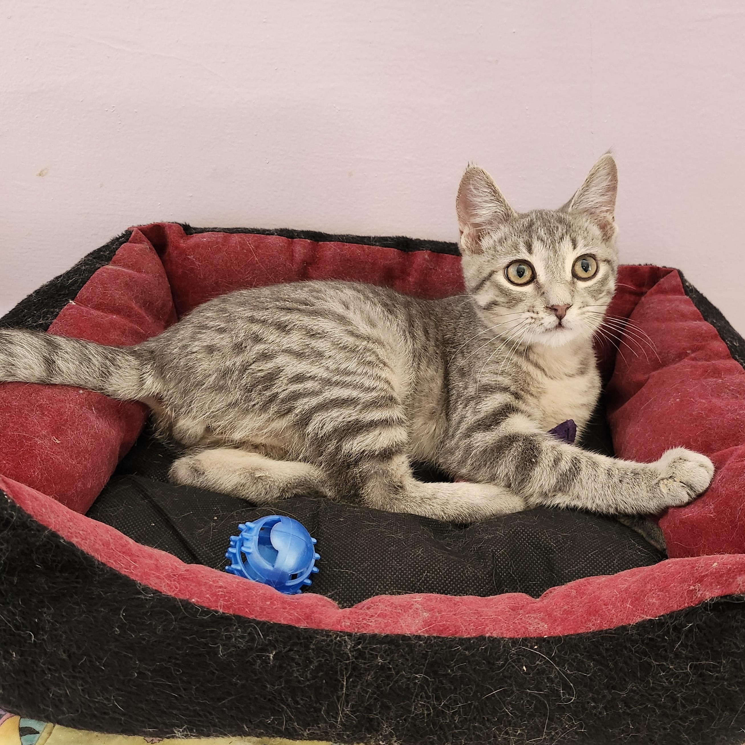 Kismet, an adopted mixed breed in Wild Rose, WI image 5/5