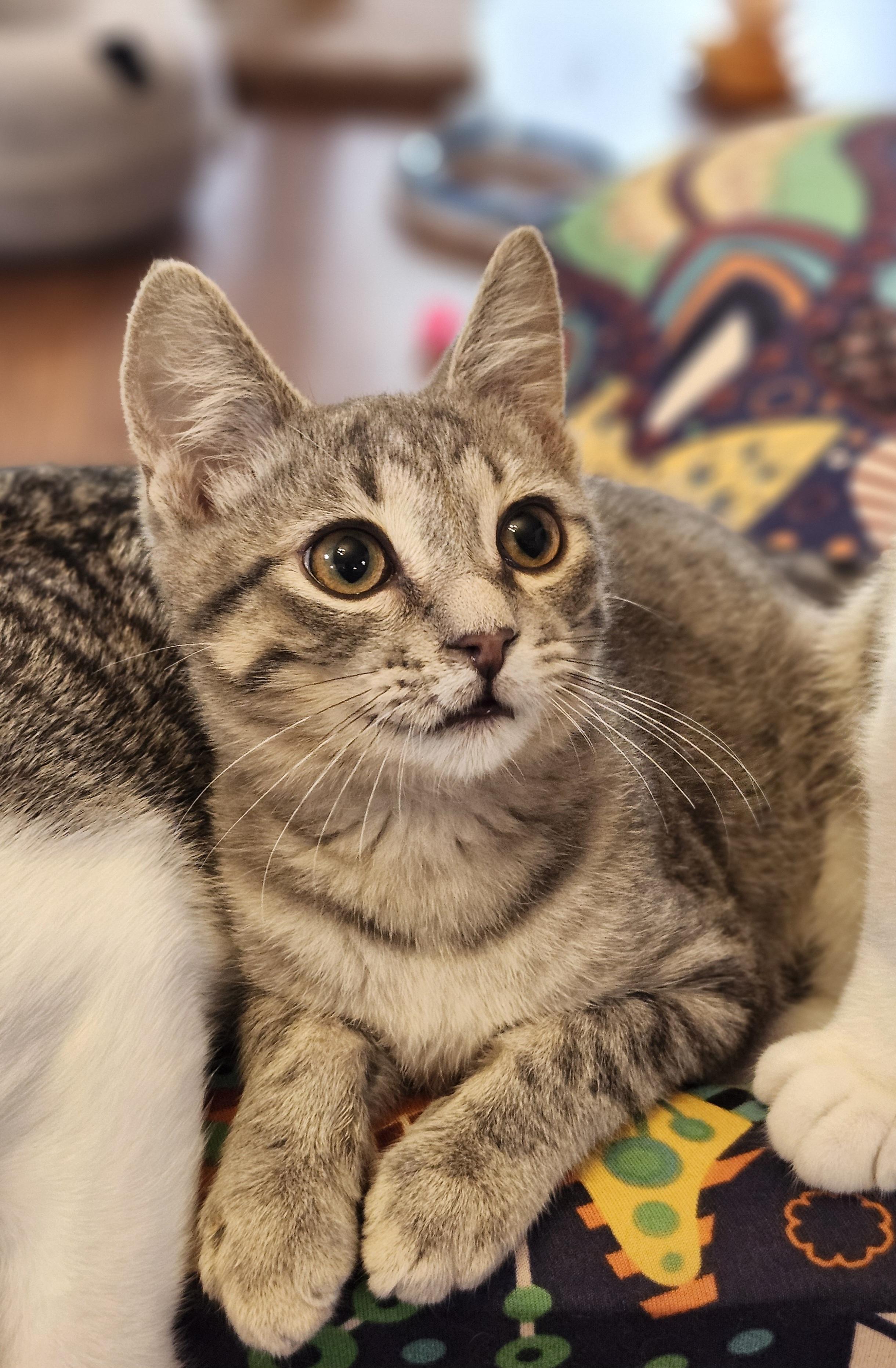 Kismet, an adopted mixed breed in Wild Rose, WI image 4/5