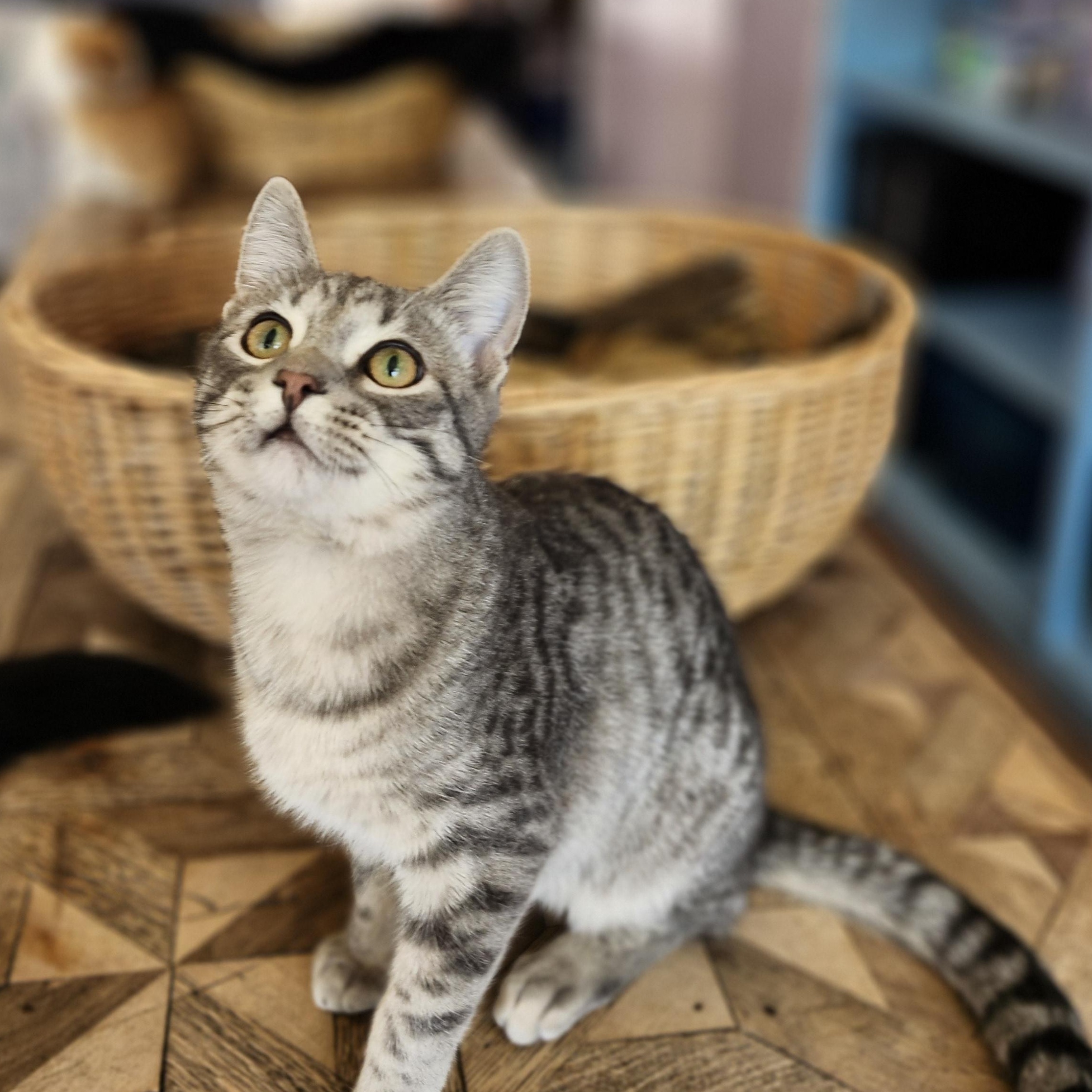 Kismet, Adoptable, Kitten Male Tabby.