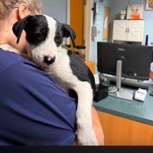 Enlarge Maxie, a Adoptable mixed breed in Statesville, NC image 1/6