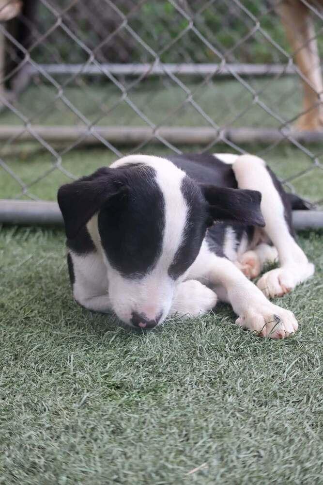 Enlarge Maxie, a Adoptable mixed breed in Statesville, NC image 3/6