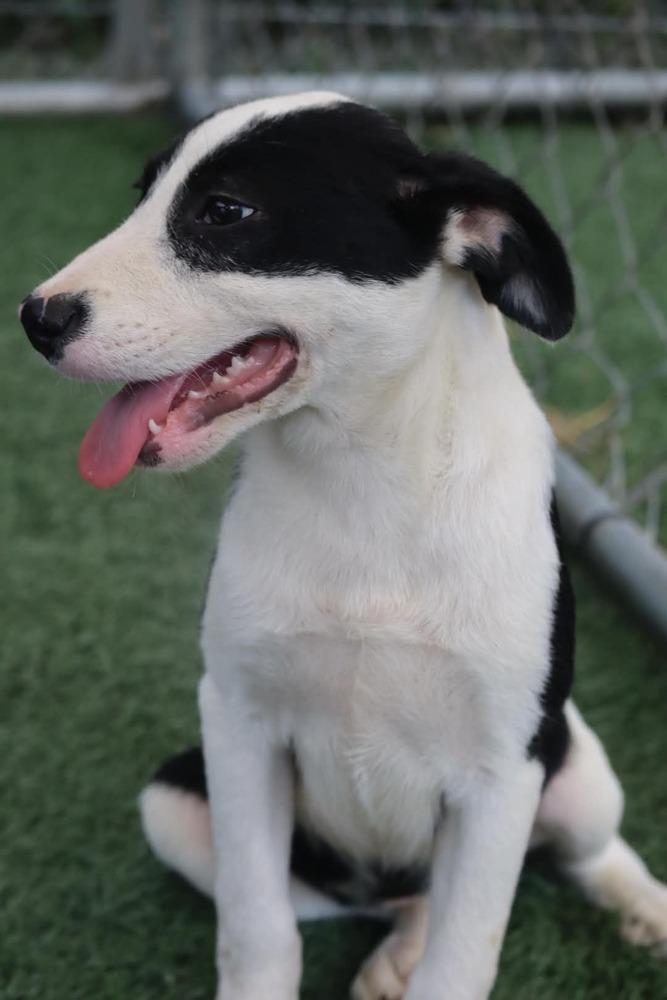Enlarge Maxie, a Adoptable mixed breed in Statesville, NC image 5/6