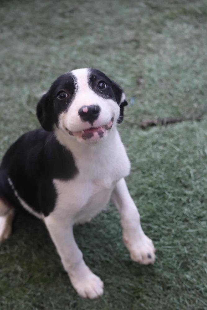 Enlarge Maxie, a Adoptable mixed breed in Statesville, NC image 6/6