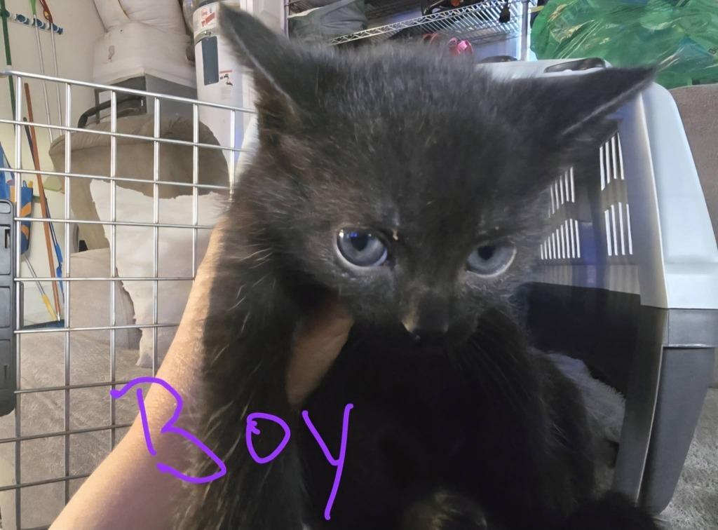 Ash, Adoptable, Kitten Male Domestic Short Hair.