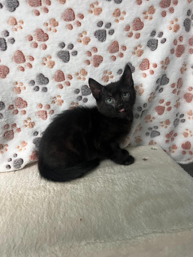 Enlarge Ash, a Adoptable mixed breed in Brookings, OR image 2/2