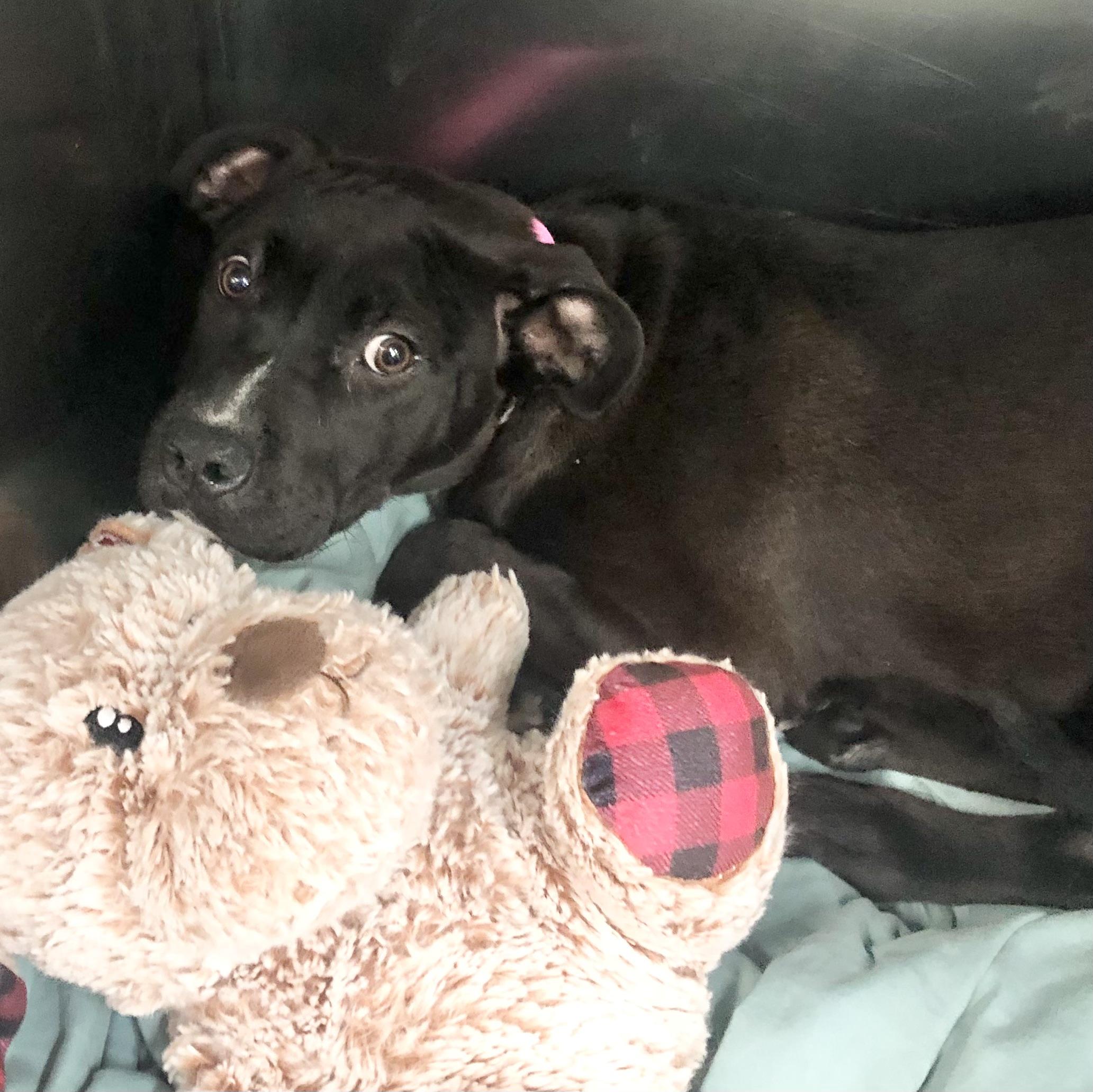 Enlarge China, a ADOPTABLE mixed breed in Parma, OH image 1/1