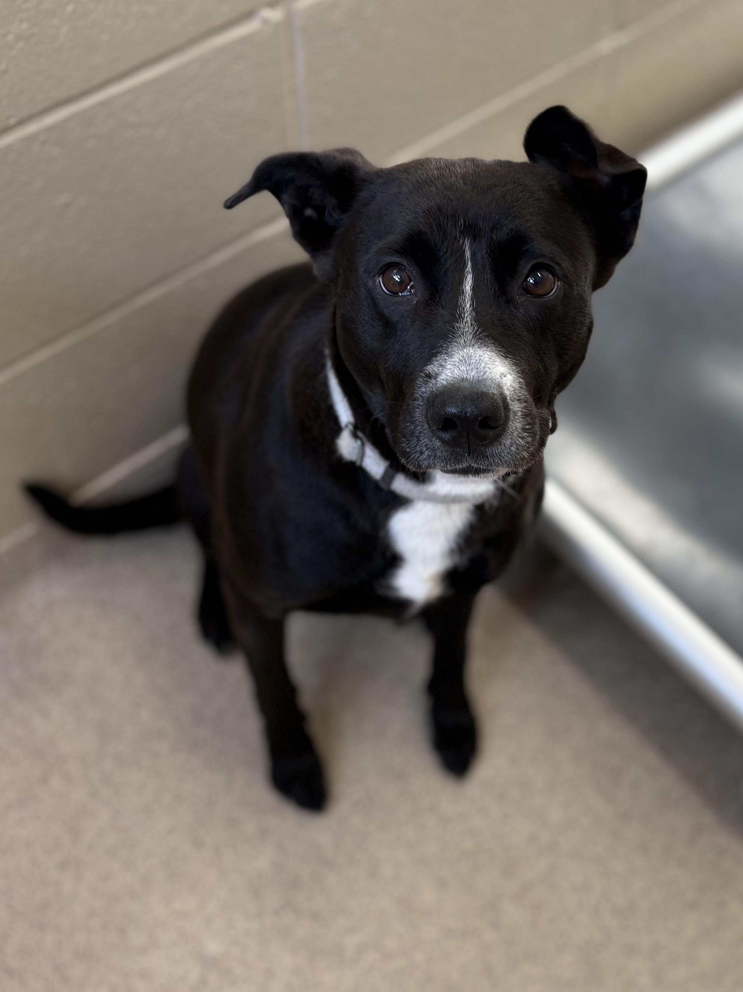 Enlarge Donna, a ADOPTABLE mixed breed in Youngstown, OH image 2/5