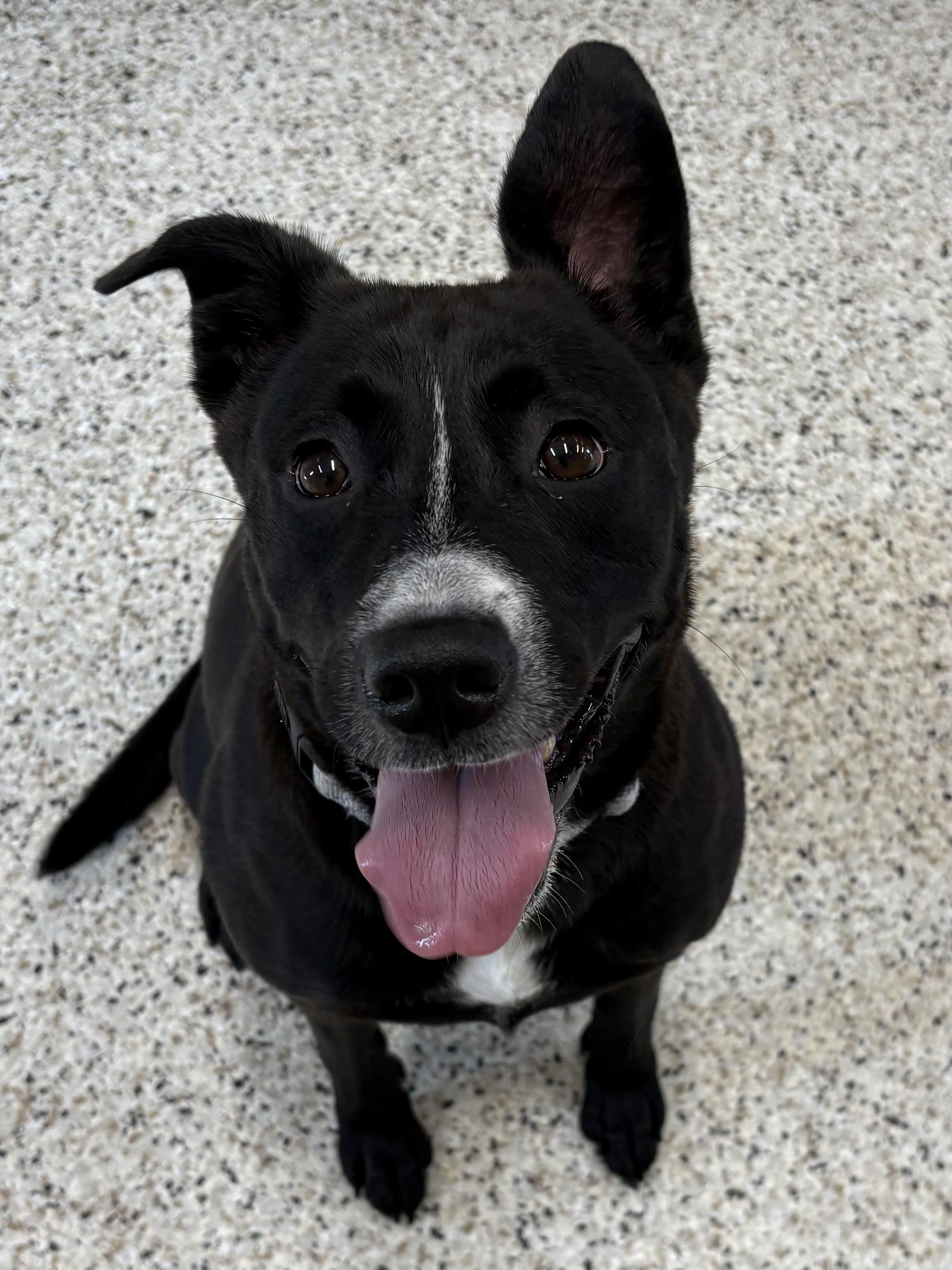 Enlarge Donna, a ADOPTABLE mixed breed in Youngstown, OH image 3/5
