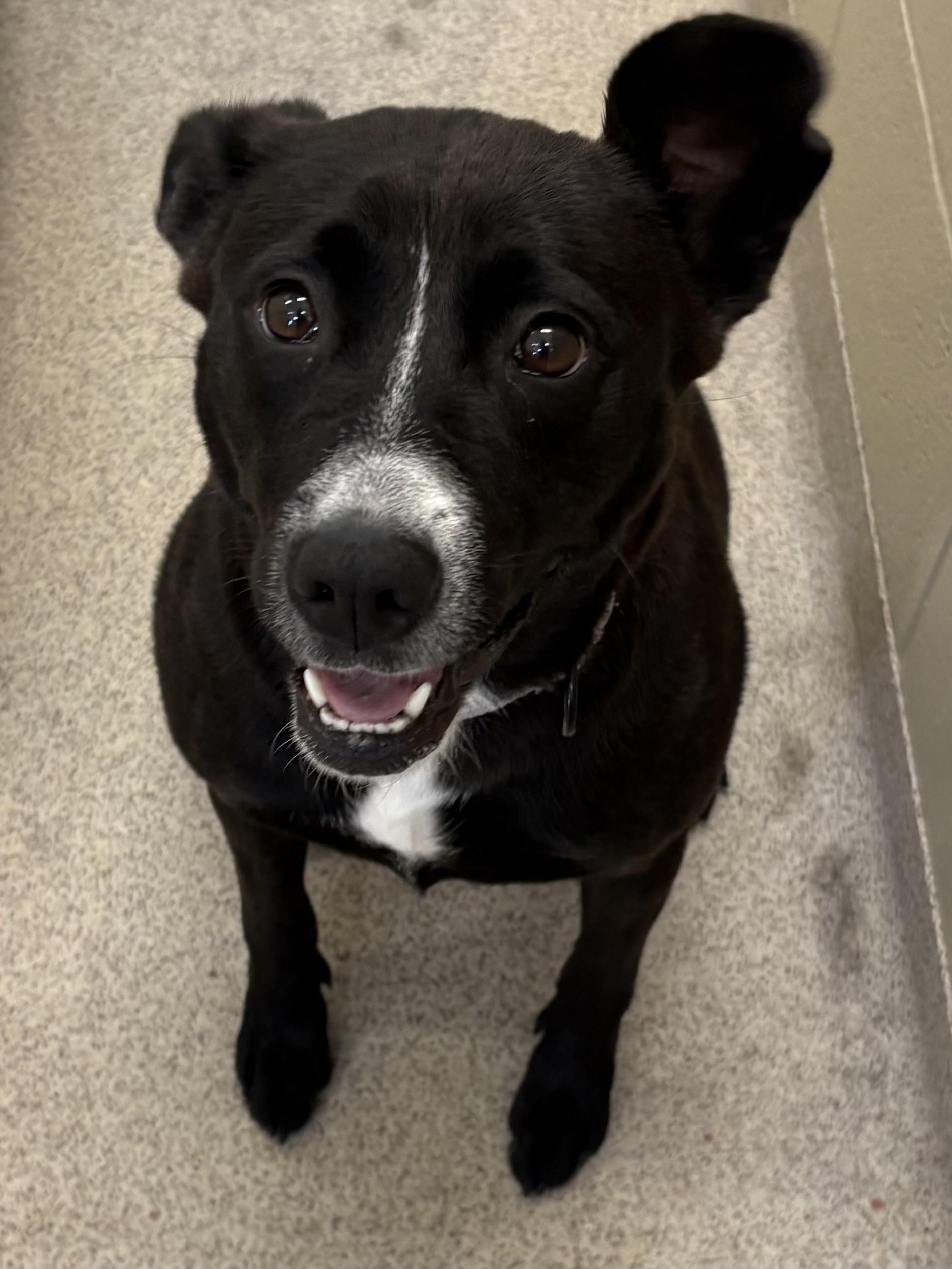 Donna, ADOPTABLE, Adult Female Black Labrador Retriever & Pit Bull Terrier.