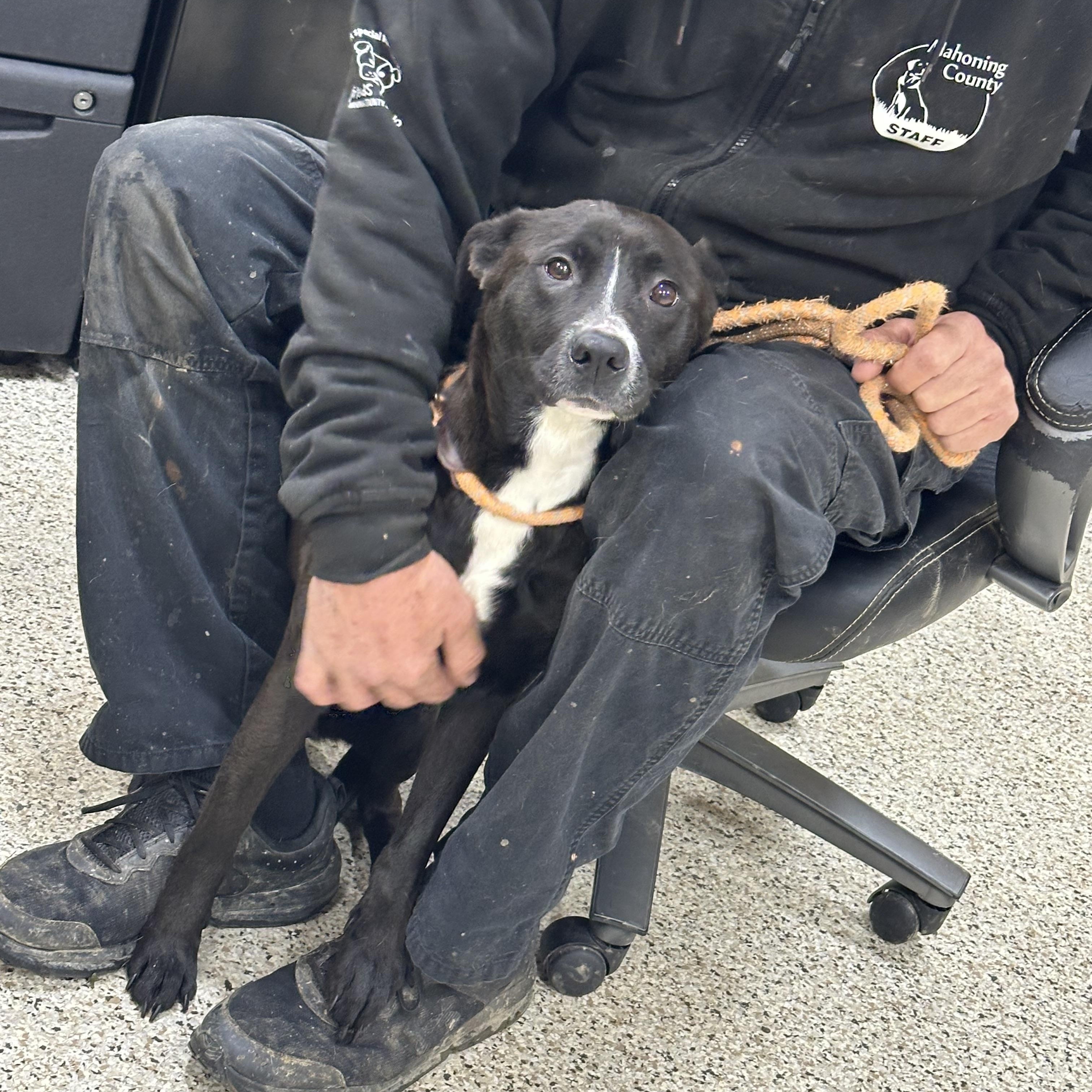 Enlarge Donna, a ADOPTABLE mixed breed in Youngstown, OH image 5/5