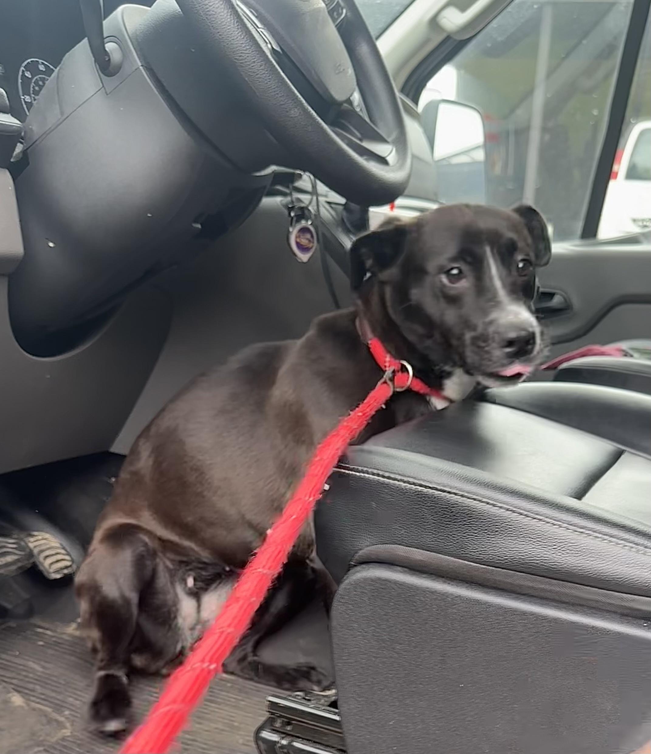 Enlarge Donna, a ADOPTABLE mixed breed in Youngstown, OH image 4/5