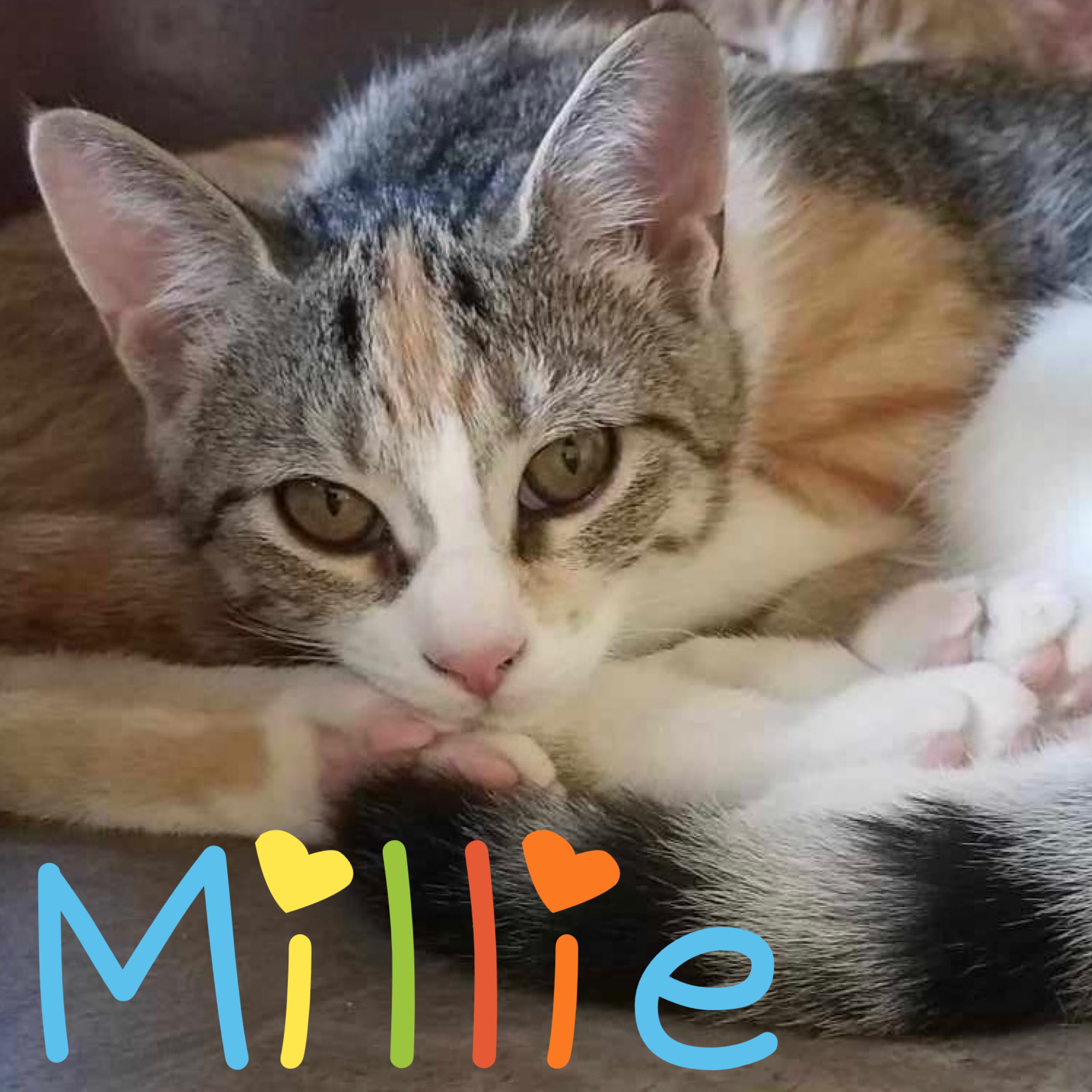 Millie, an adoptable Domestic Short Hair in Little Falls, NY, 13365 | Photo Image 2