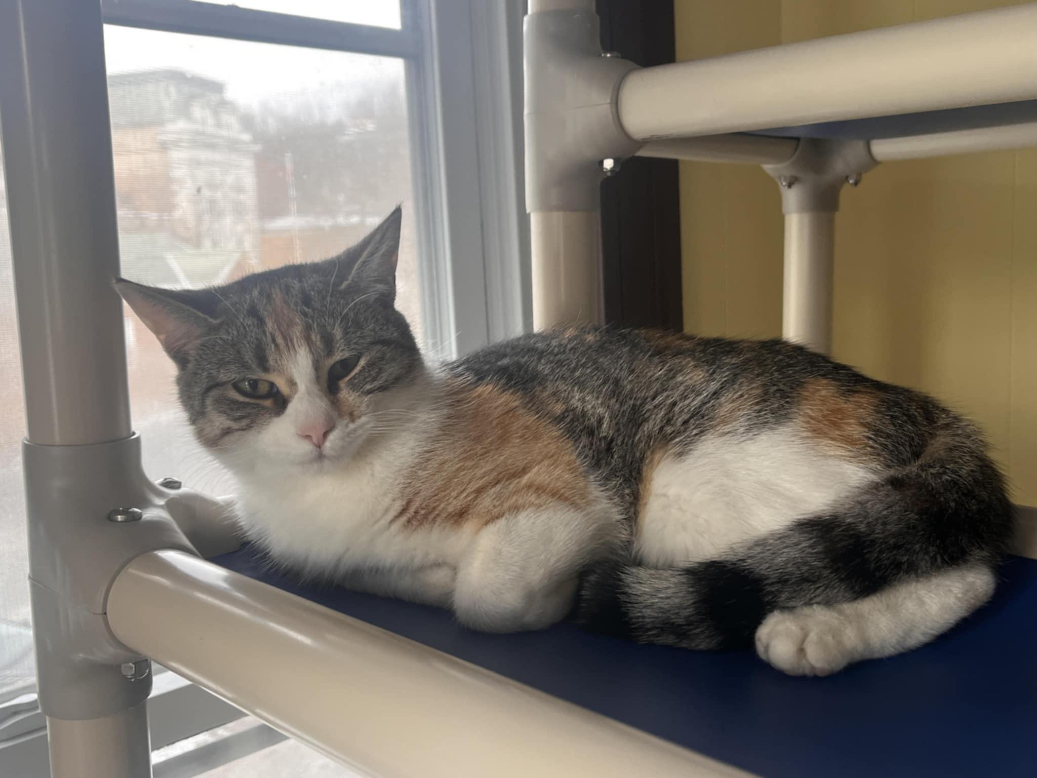 Millie, an adoptable Domestic Short Hair in Little Falls, NY, 13365 | Photo Image 5