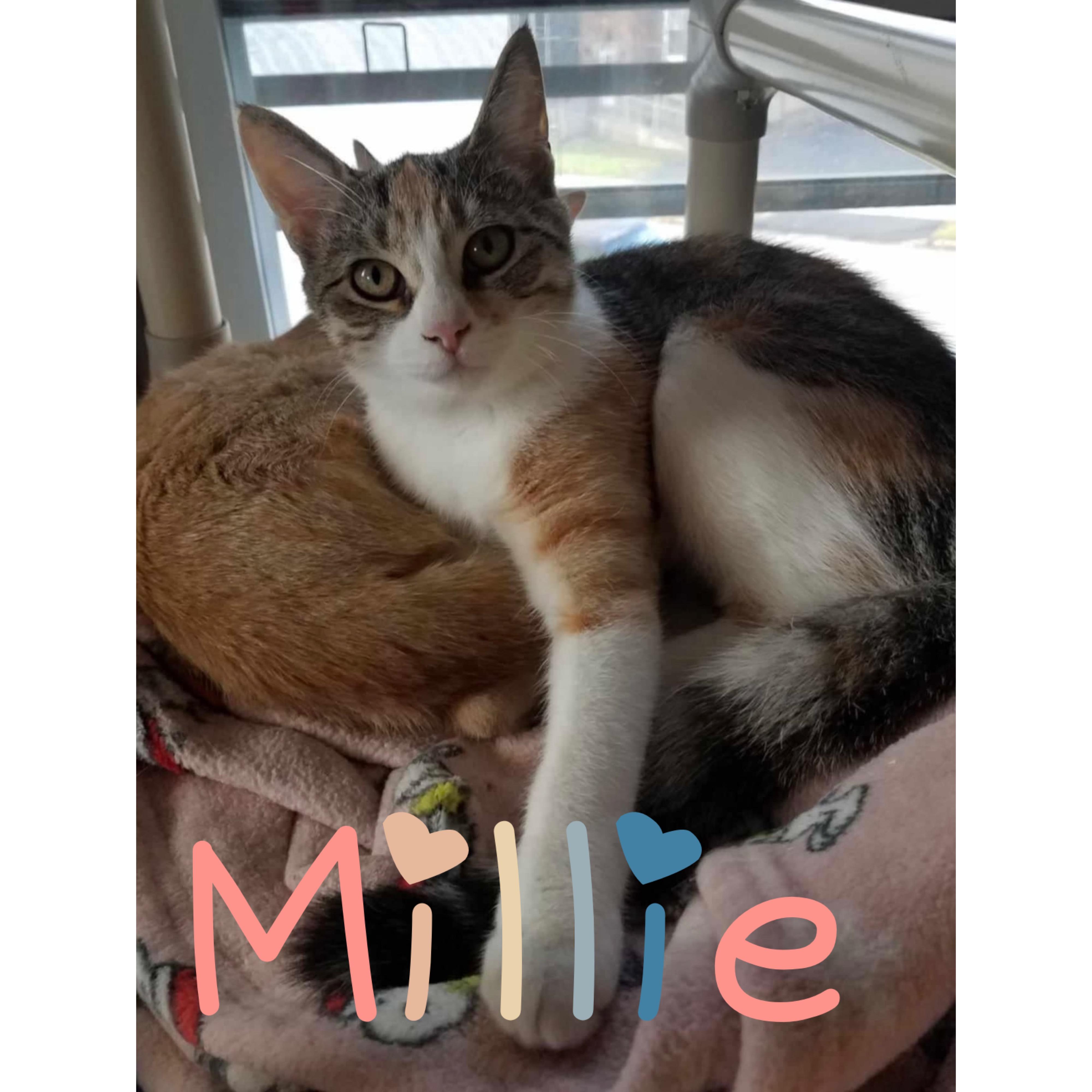 Millie, an adoptable Domestic Short Hair in Little Falls, NY, 13365 | Photo Image 4