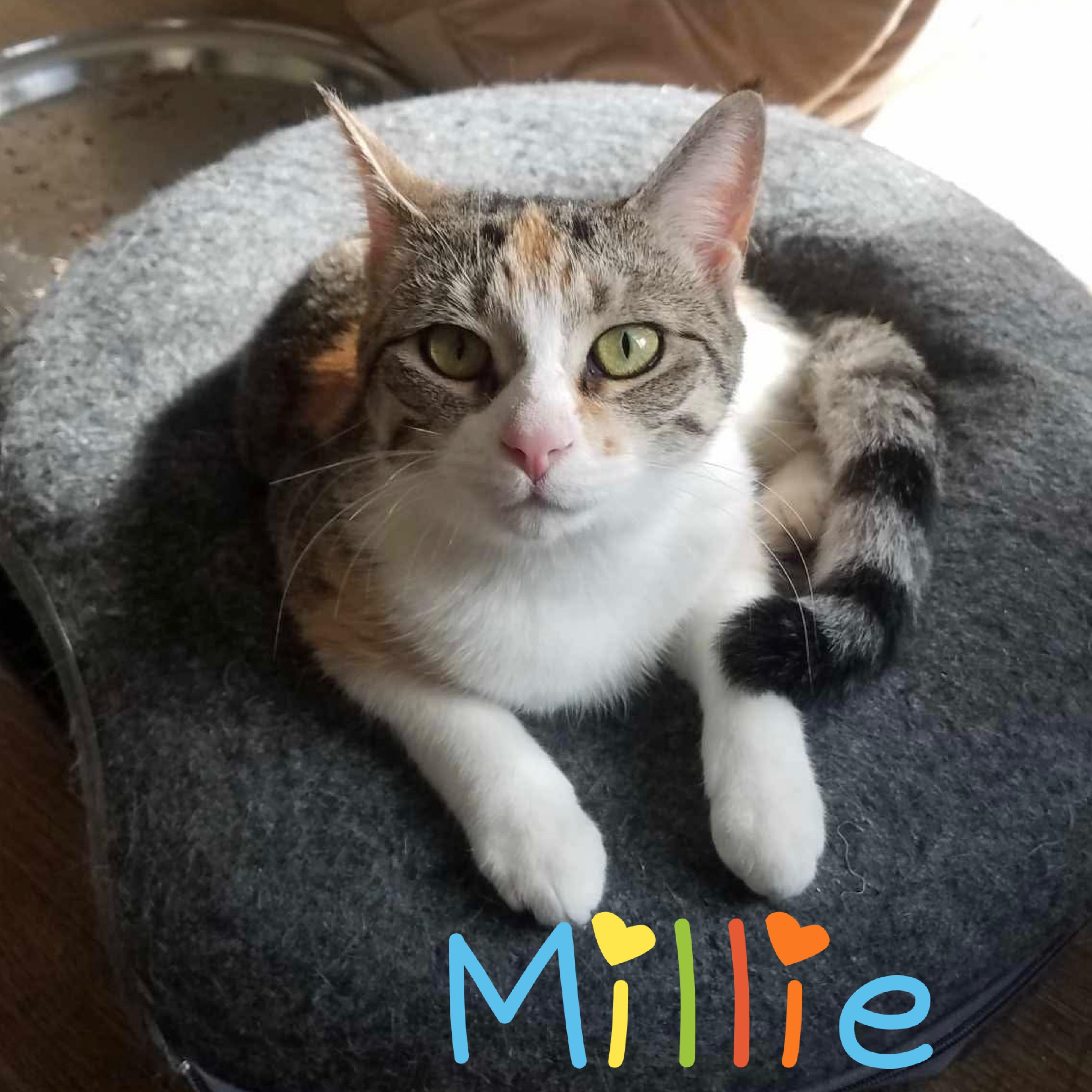 Millie, Young Female Domestic Short Hair