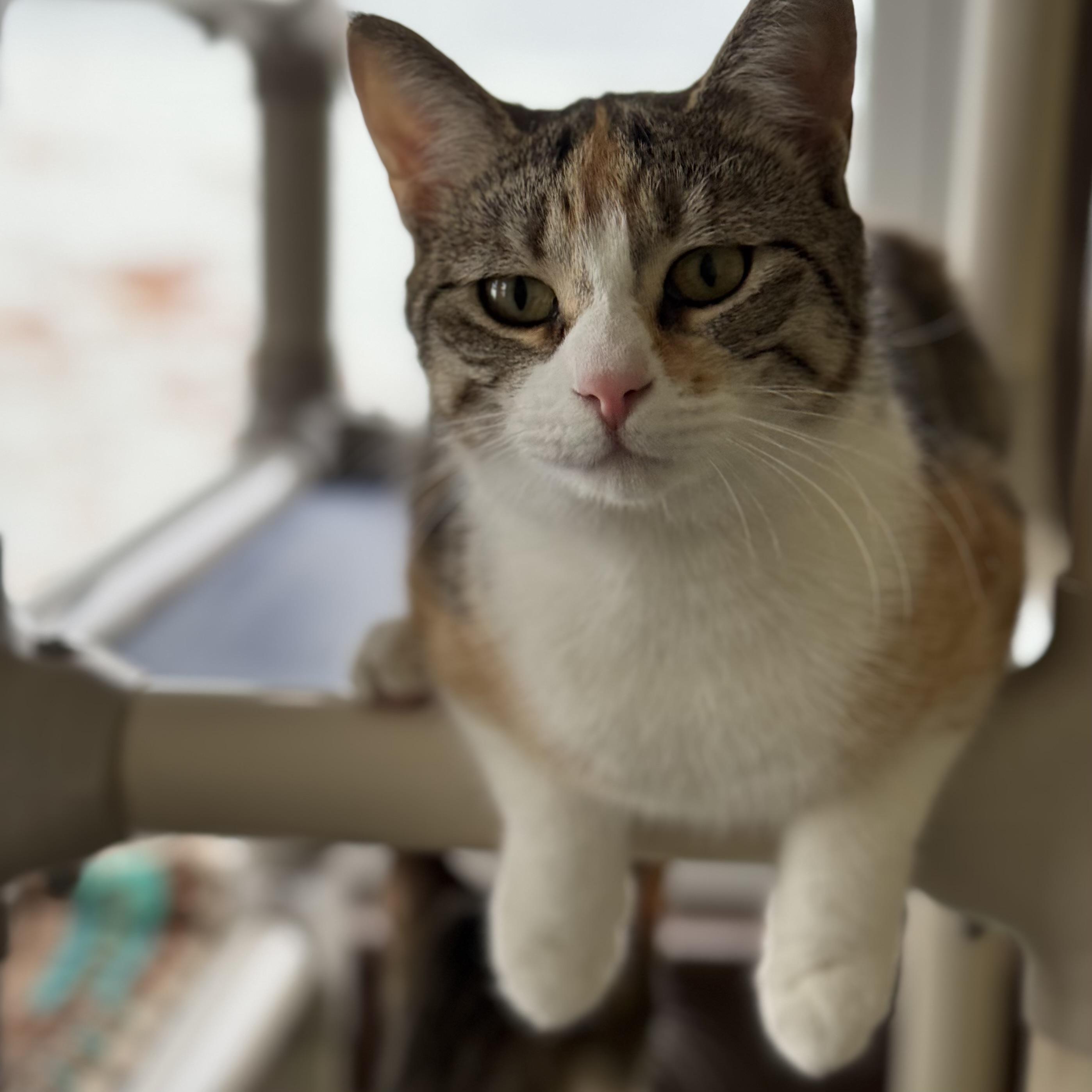 Millie, an adoptable Domestic Short Hair in Little Falls, NY, 13365 | Photo Image 3