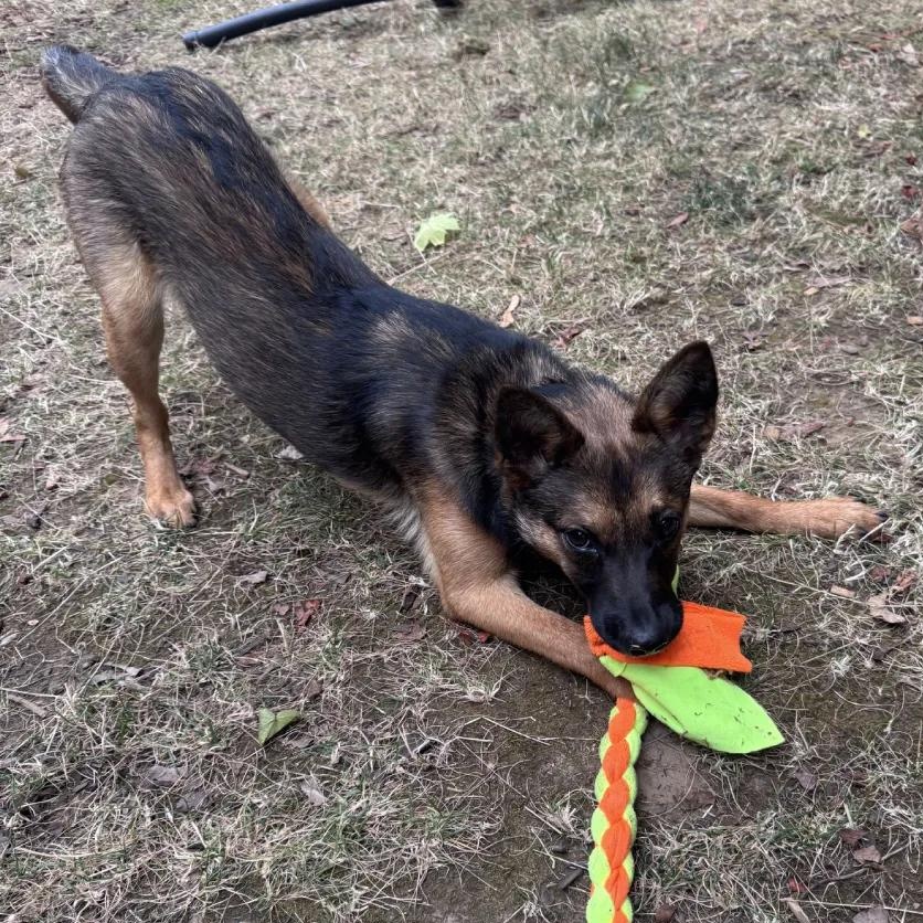 Enlarge Foxy (Portland, OR), a ADOPTABLE mixed breed in Portland, OR image 4/6