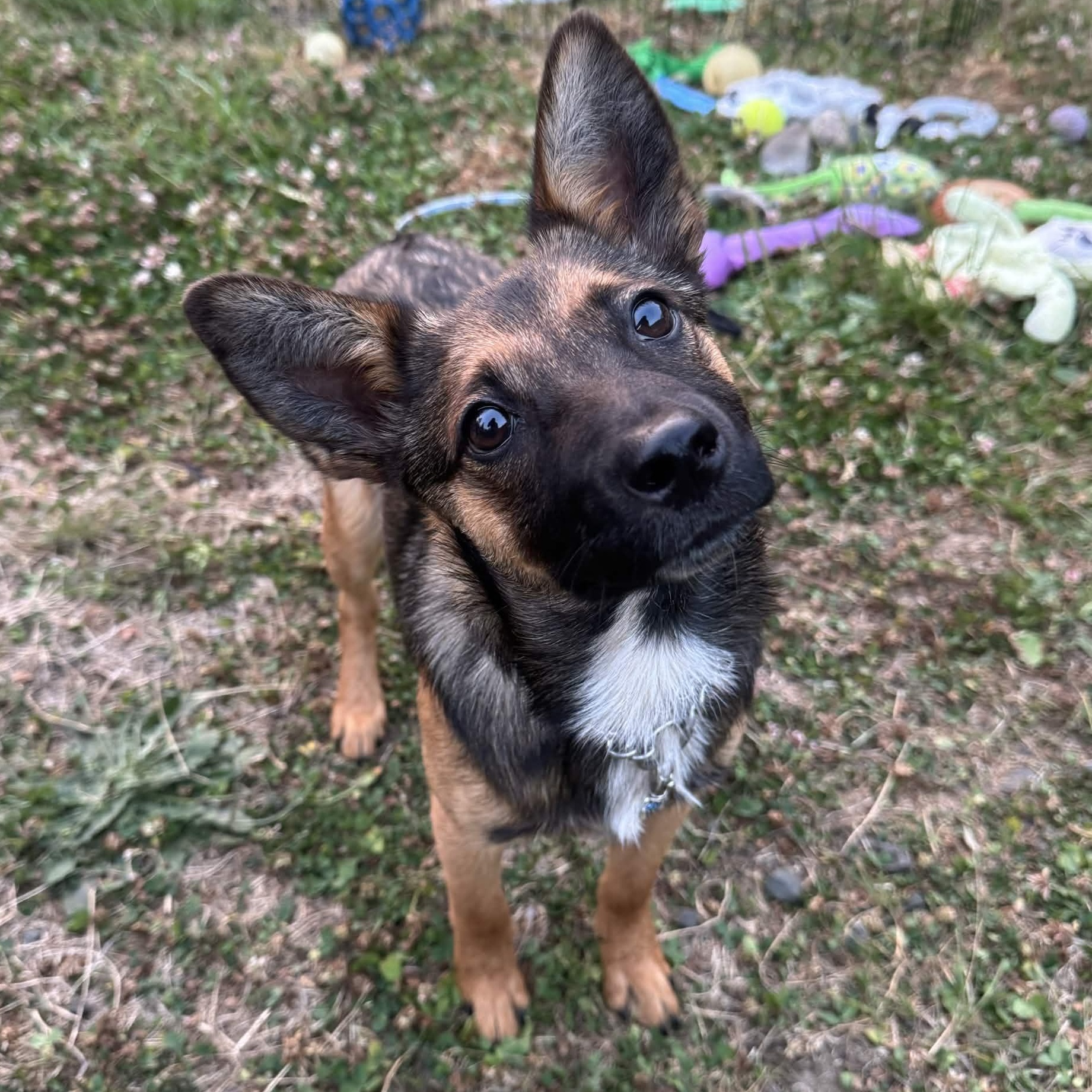 Foxy (Portland, OR), ADOPTABLE, Puppy Female Australian Cattle Dog / Blue Heeler & Cattle Dog.