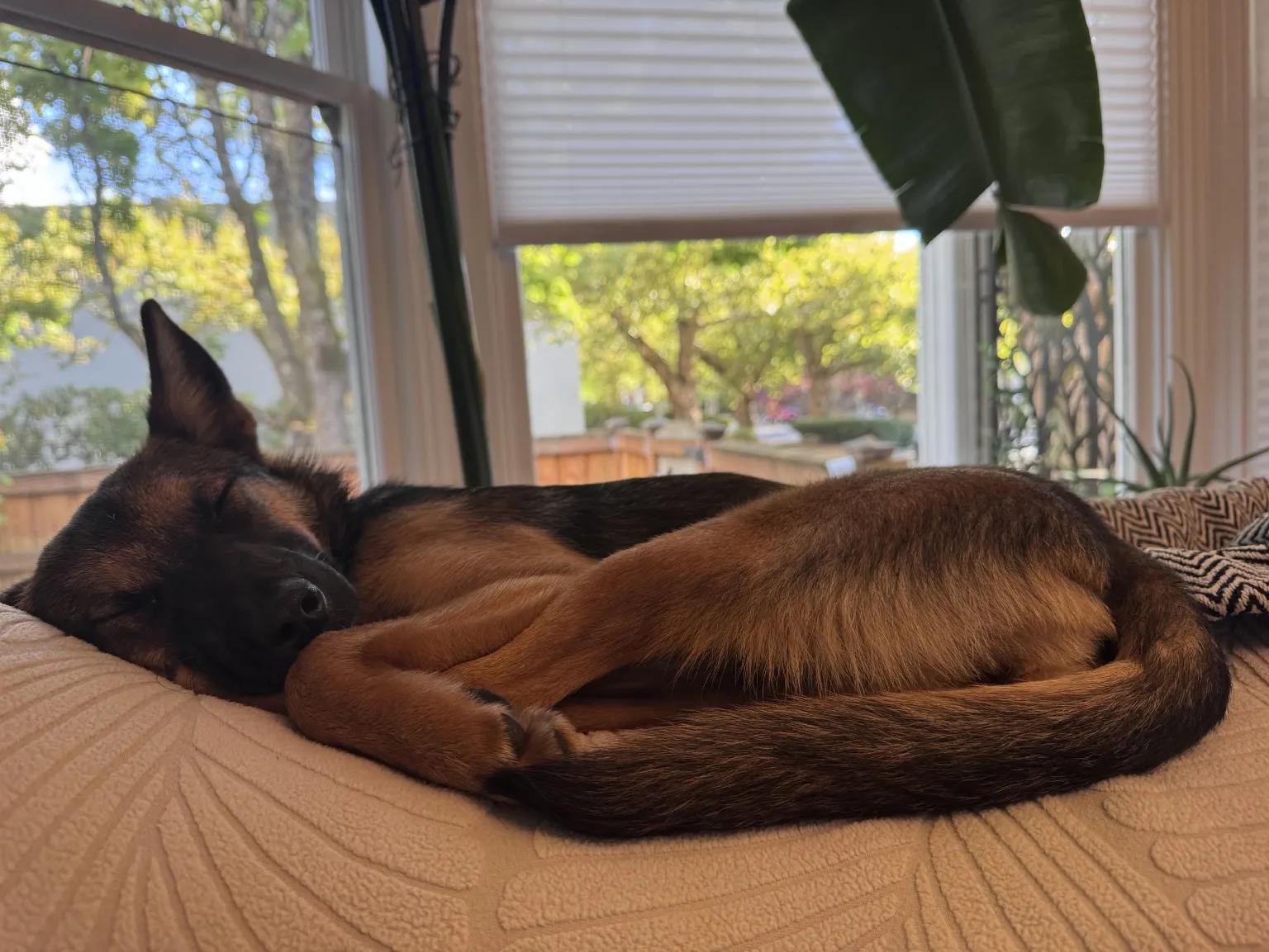 Enlarge Foxy (Portland, OR), a ADOPTABLE mixed breed in Portland, OR image 6/6