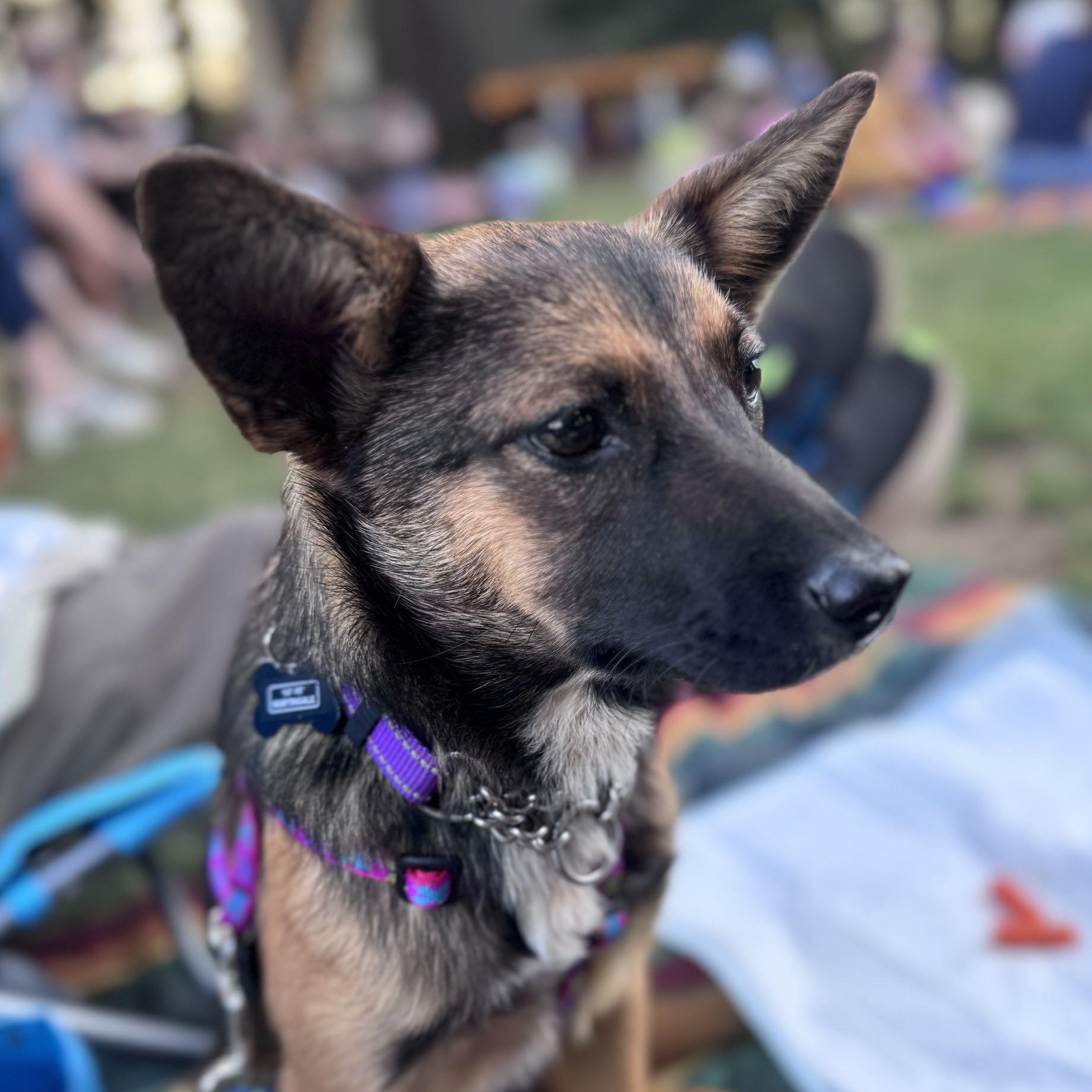 Enlarge Foxy (Portland, OR), a ADOPTABLE mixed breed in Portland, OR image 2/6