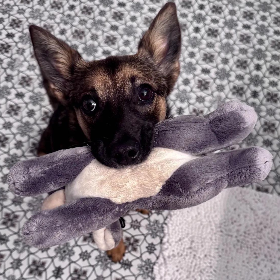 Enlarge Foxy (Portland, OR), a ADOPTABLE mixed breed in Portland, OR image 3/6