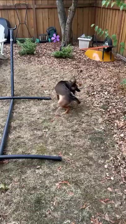 Enlarge Foxy (Portland, OR), a ADOPTABLE mixed breed in Portland, OR video 5/6
