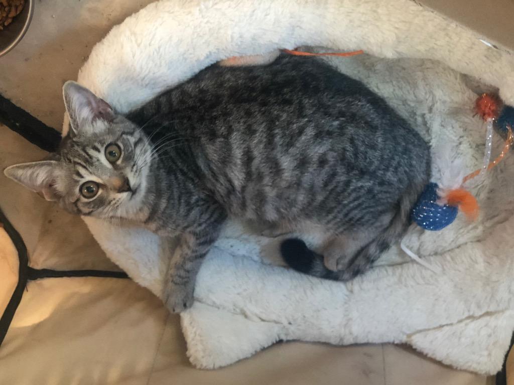 Enlarge Eve, a Adoptable Domestic Short Hair in Fort Myers, FL image 1/1