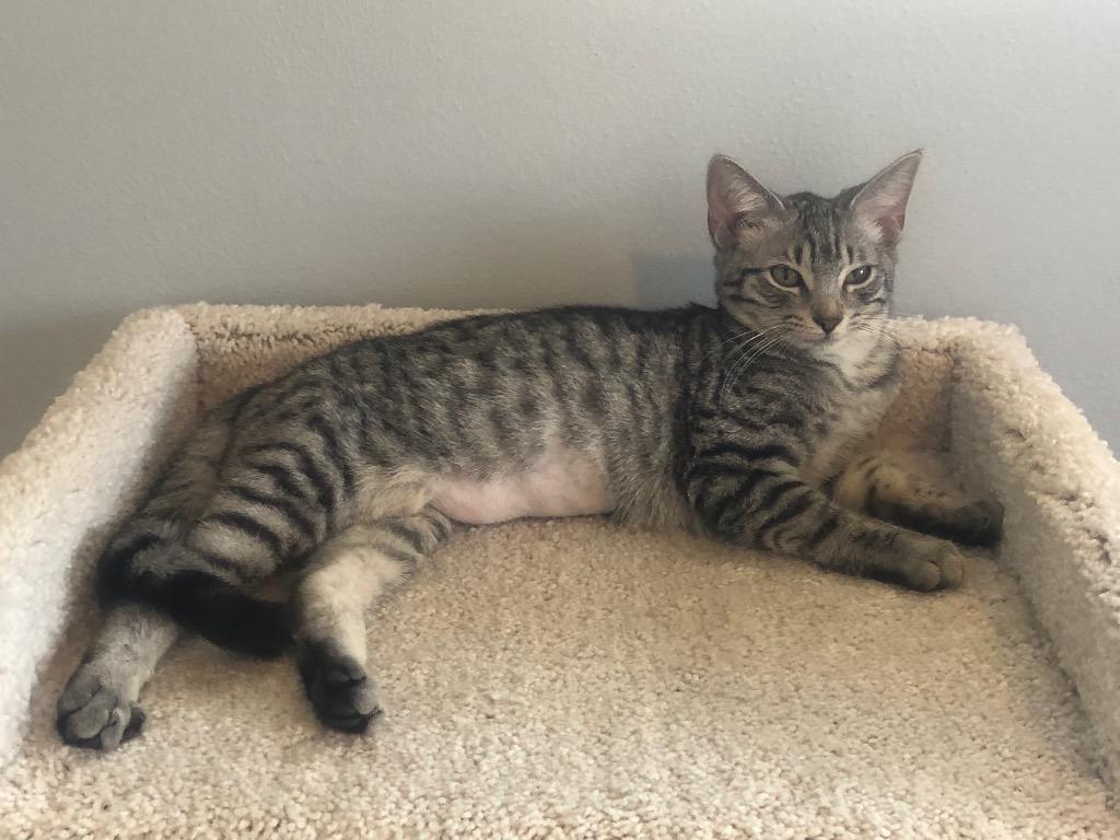 Eve, Adoptable, Kitten Female Domestic Short Hair.