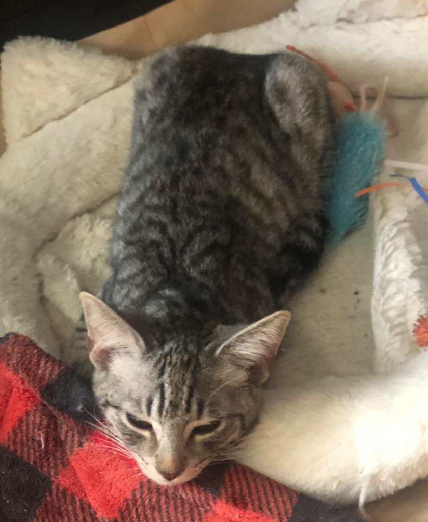 Enlarge Eve, a Adoptable Domestic Short Hair in Fort Myers, FL image 2/6