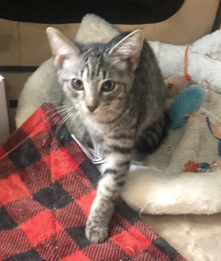 Enlarge Eve, a Adoptable Domestic Short Hair in Fort Myers, FL image 3/6