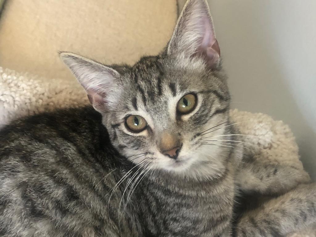 Enlarge Eve, a Adoptable Domestic Short Hair in Fort Myers, FL image 5/6