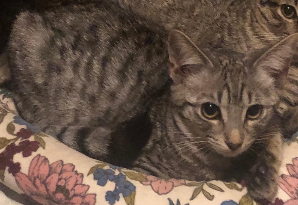 Enlarge Eve, a Adoptable Domestic Short Hair in Fort Myers, FL image 6/6