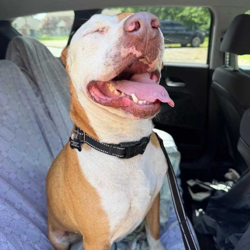 Enlarge Mylo *, a Adoptable mixed breed in Hackett, AR image 1/6
