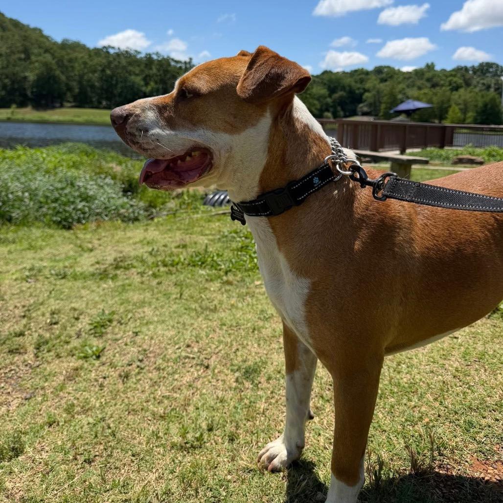 Enlarge Mylo *, a Adoptable mixed breed in Hackett, AR image 2/6