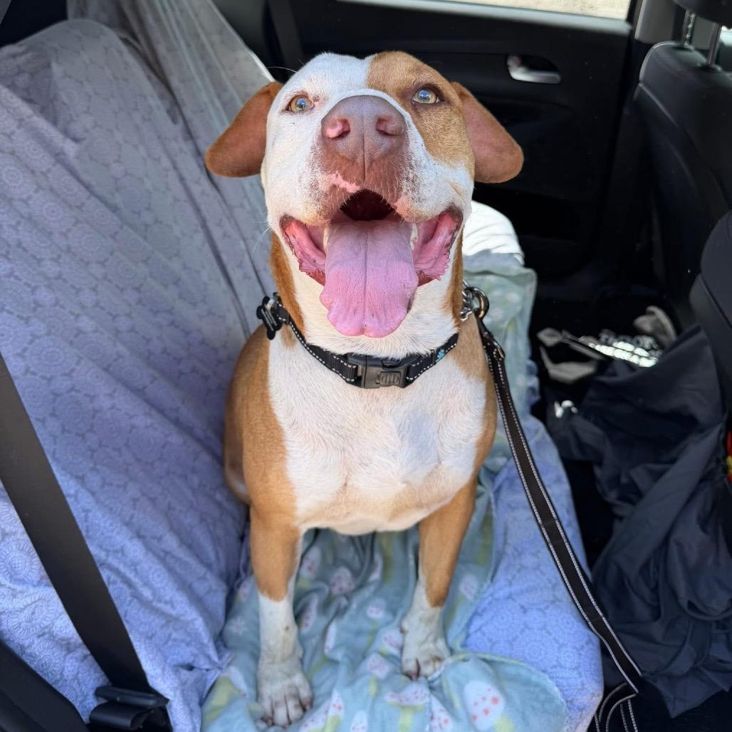 Enlarge Mylo *, a Adoptable mixed breed in Hackett, AR image 3/6