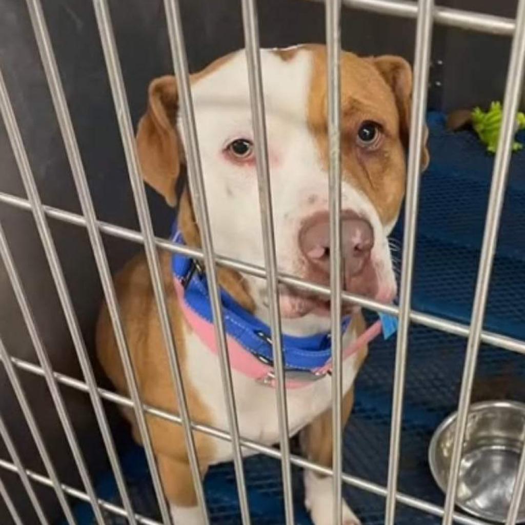 Enlarge Mylo, a Adoptable mixed breed in Hackett, AR image 1/3