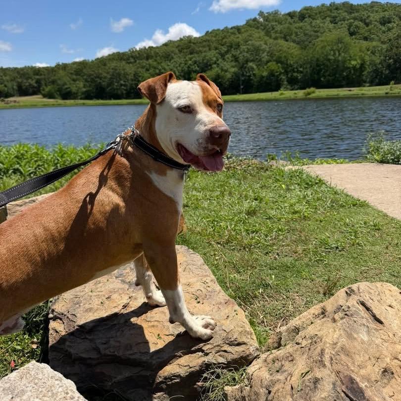 Enlarge Mylo *, a Adoptable mixed breed in Hackett, AR image 4/6